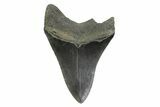 Fossil Megalodon Tooth - South Carolina #356839-1